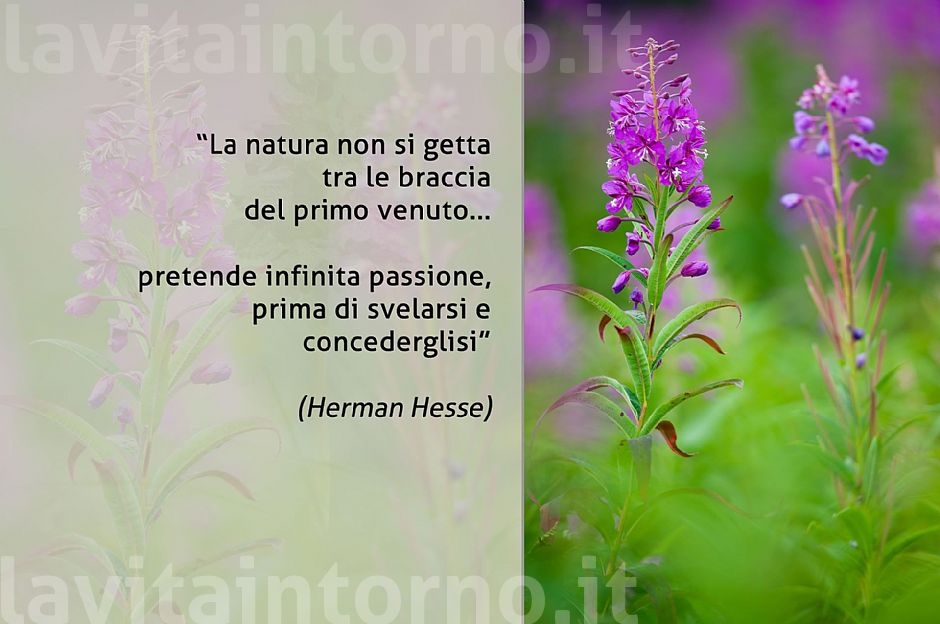 colors in the meadows #2