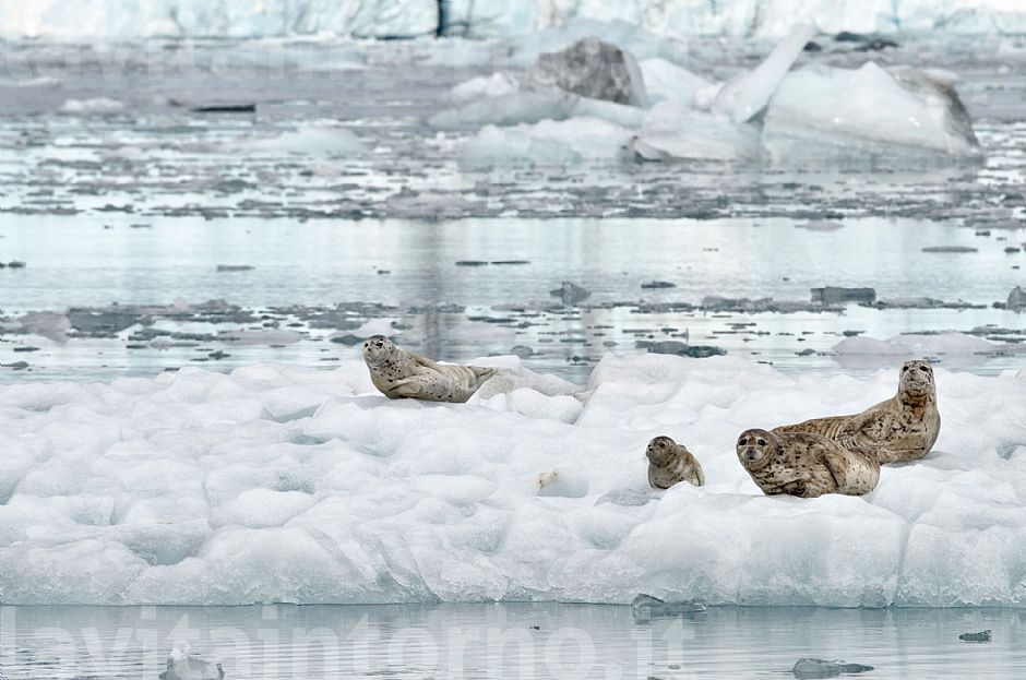 seals@Colombia glacier