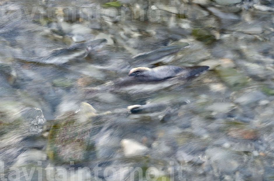 salmon: the road to destiny