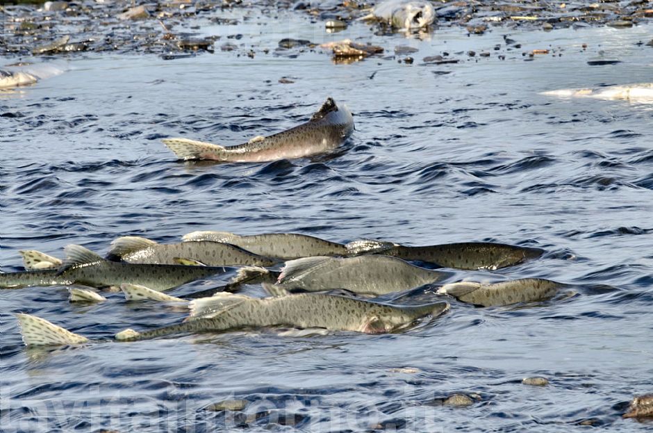 salmon: the road to destiny #2