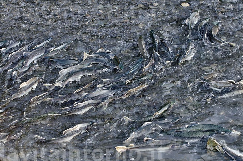 salmon: the road to destiny #2