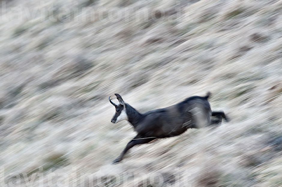 fleeting presence #2