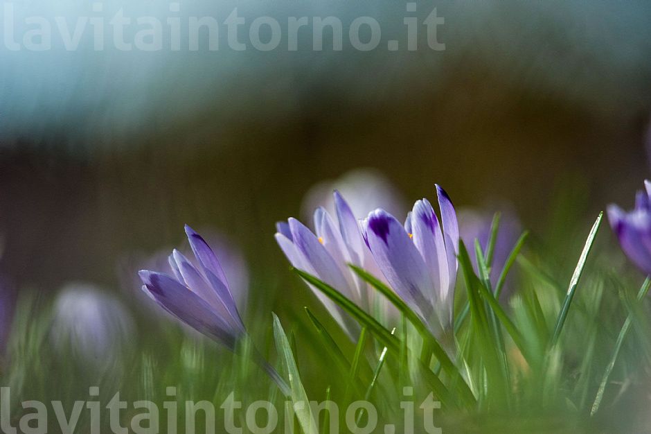 shades of announced spring