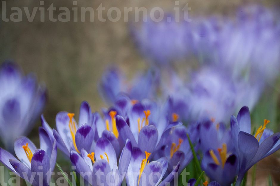 shades of announced spring #2