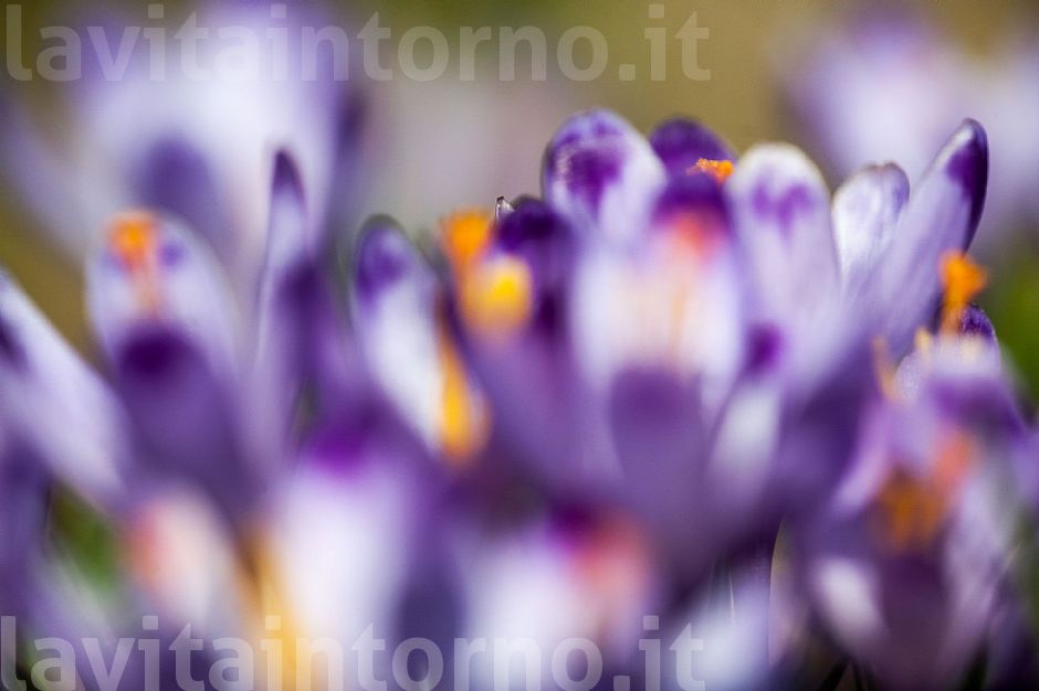 shades of announced spring #3