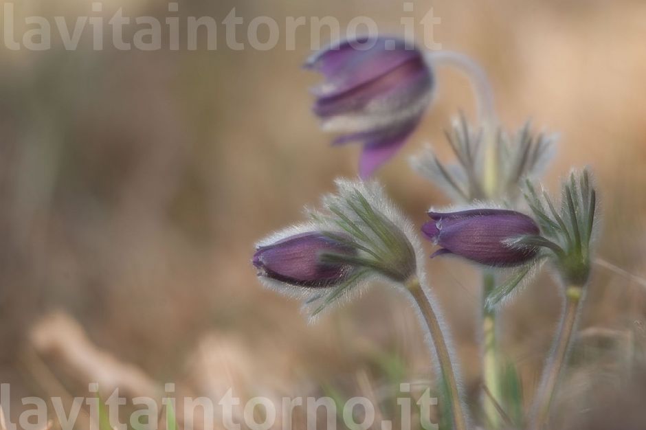 delicate Pulsatilla