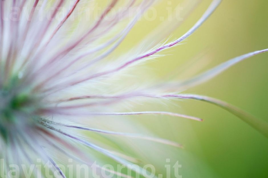 tentacular vibrations