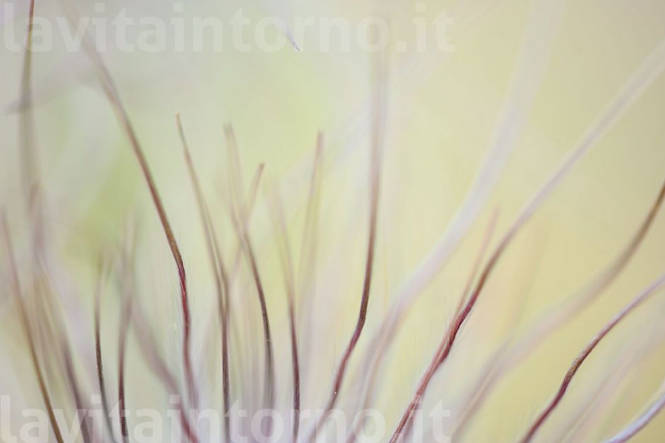 tentacular vibrations #2