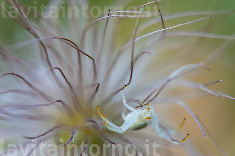 dangerous attraction