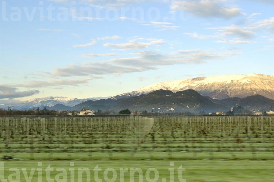 verso il lavoro #2 (filari in movimento)