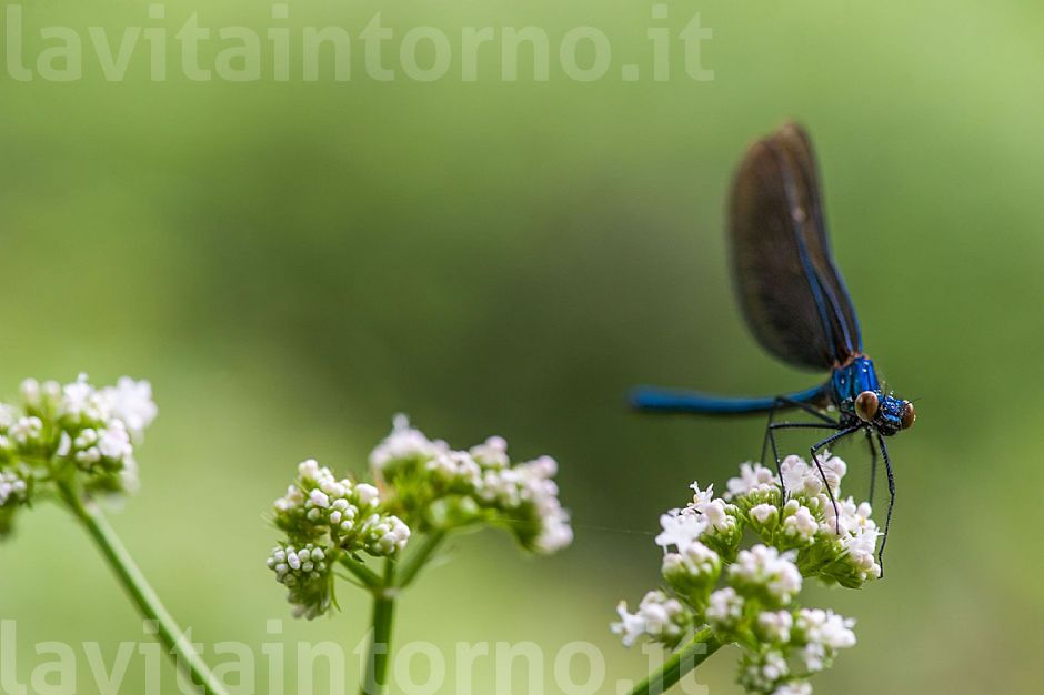 Calopteryx virgo