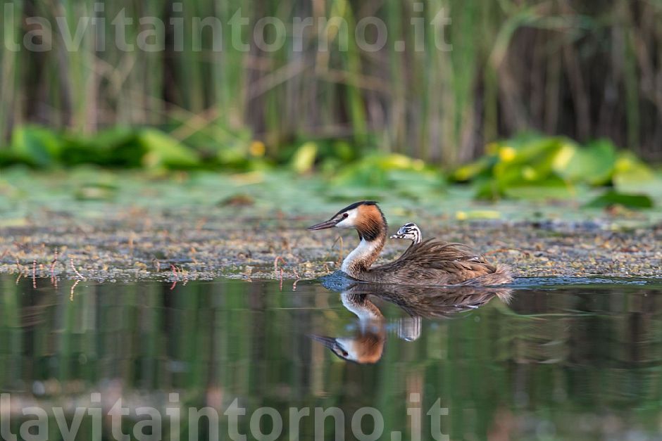 a little new friend of shots