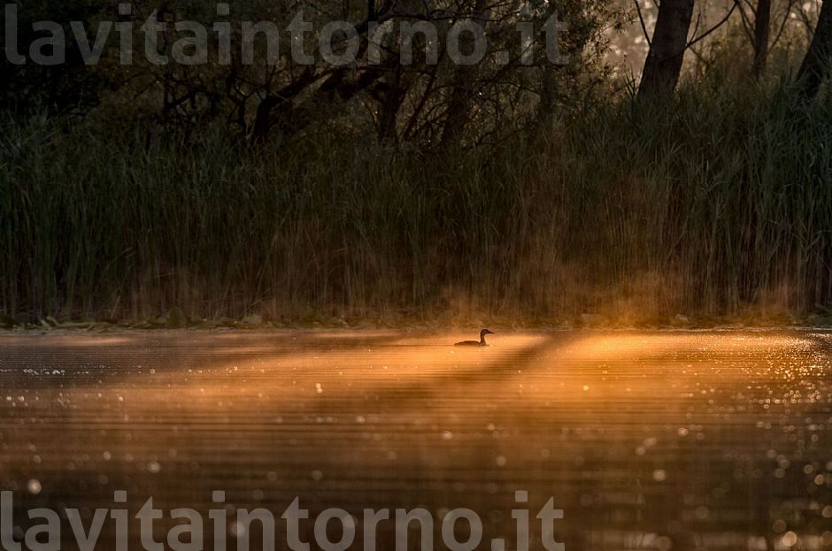 in the colors of dawn