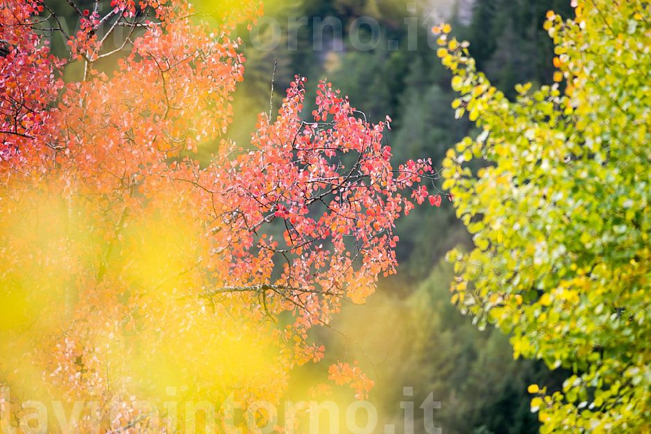 mix of colours