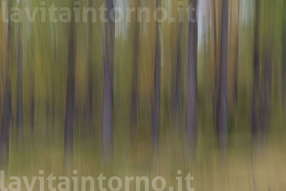 autumn in motion #2