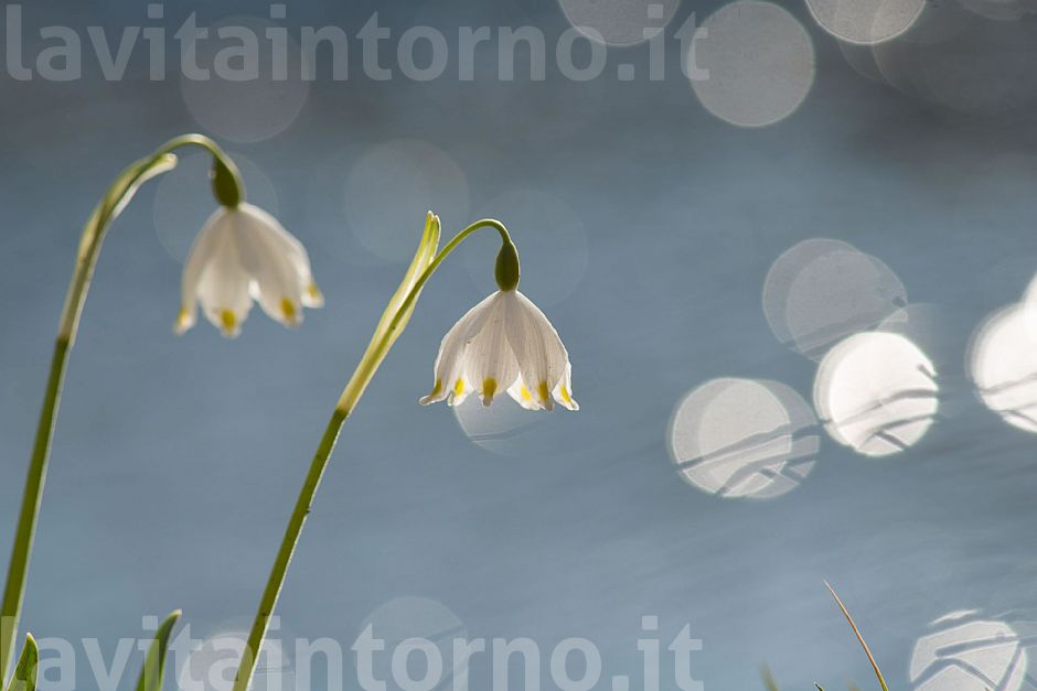 Drops of spring #4