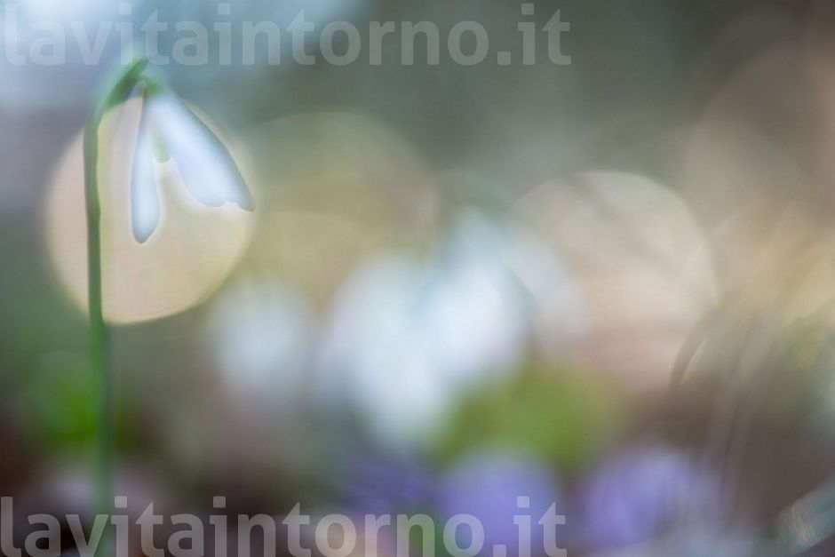 imagine a painted spring