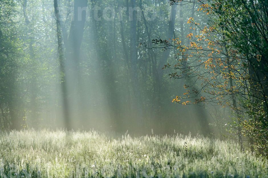 emerges a ray of sunshine