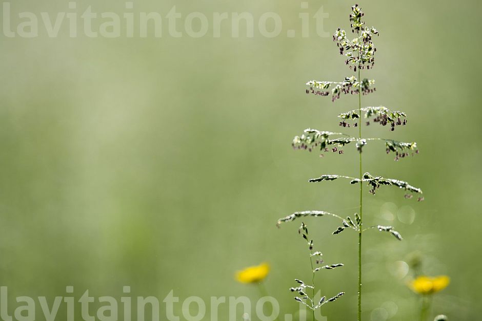 almost a christmas tree