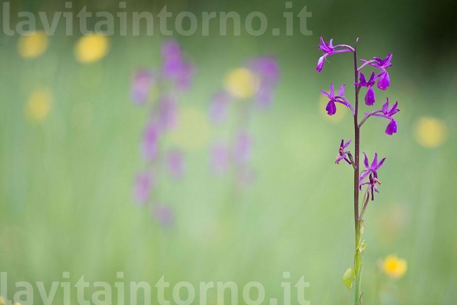 a jewel in the grass #2