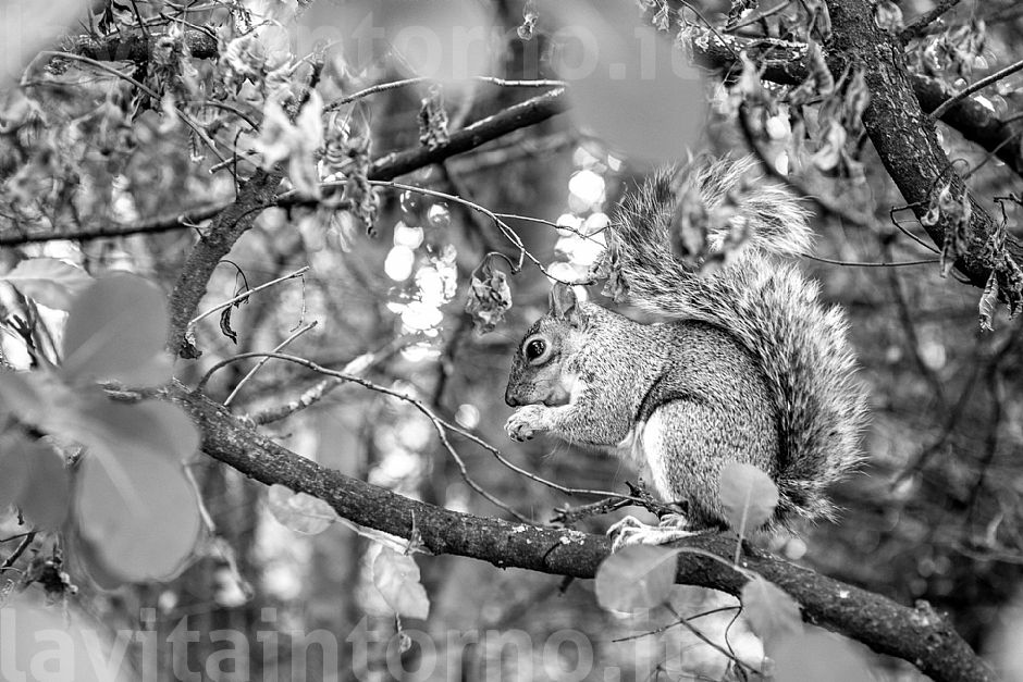 London - Nature in town