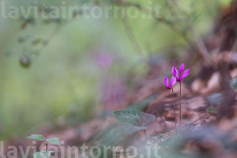 autumn ... in progress