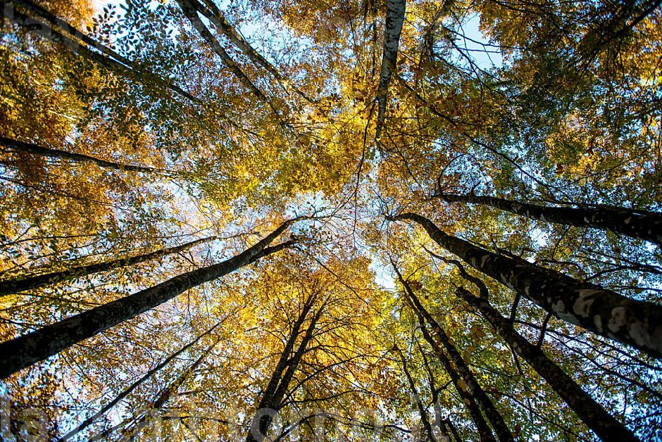 autumn ... in progress #5