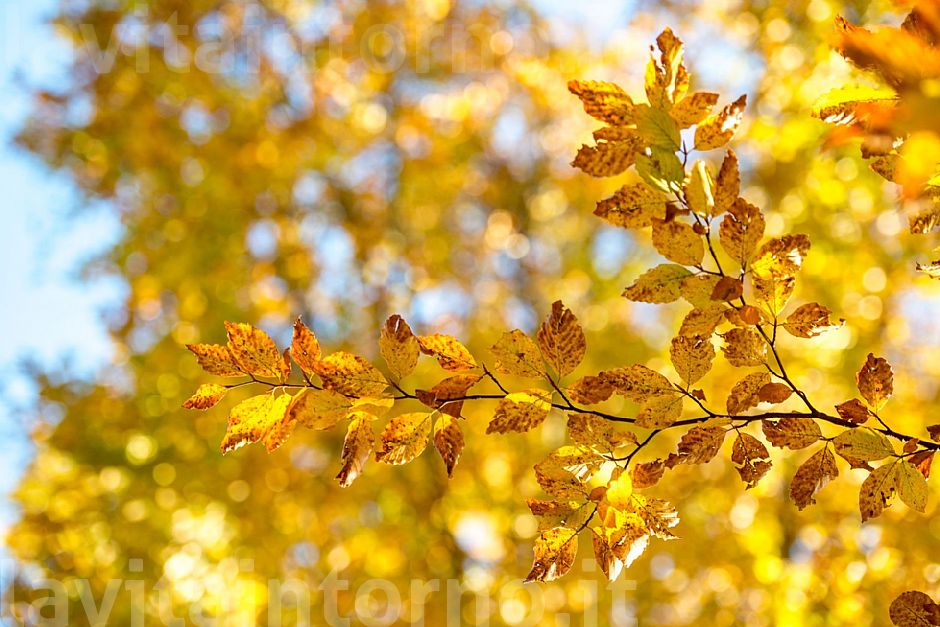 autumn ... in progress #6