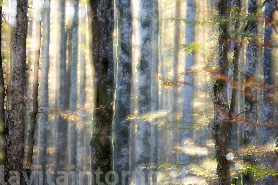 autumn ... in progress #8