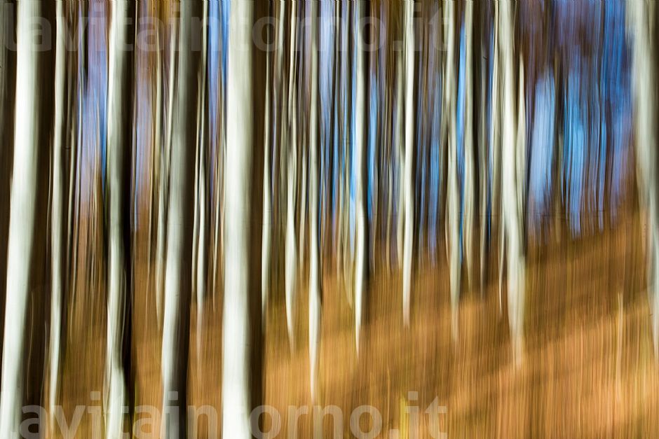 autumn ... in progress #10