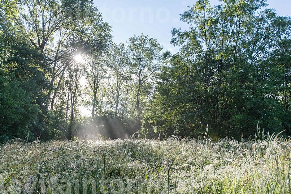 morning2Pal�: the lawn