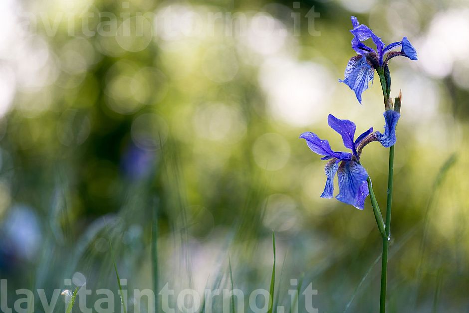 morning2Pal: Iris Sibirica #2