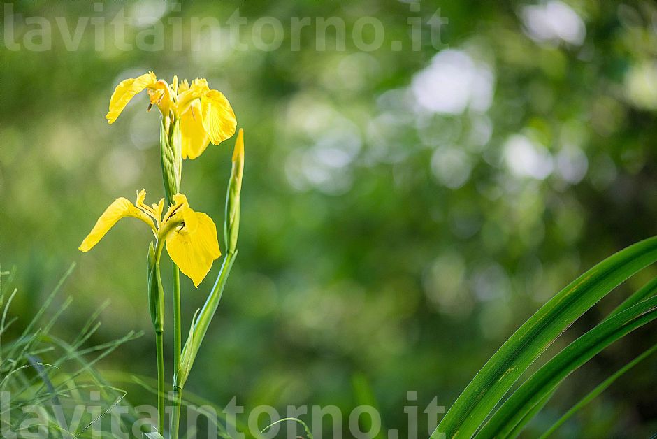 morning2Pal�: Iris Pseudacorus