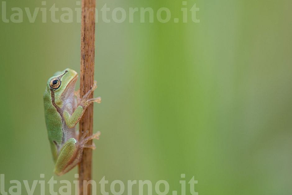 pole dance ... in nature