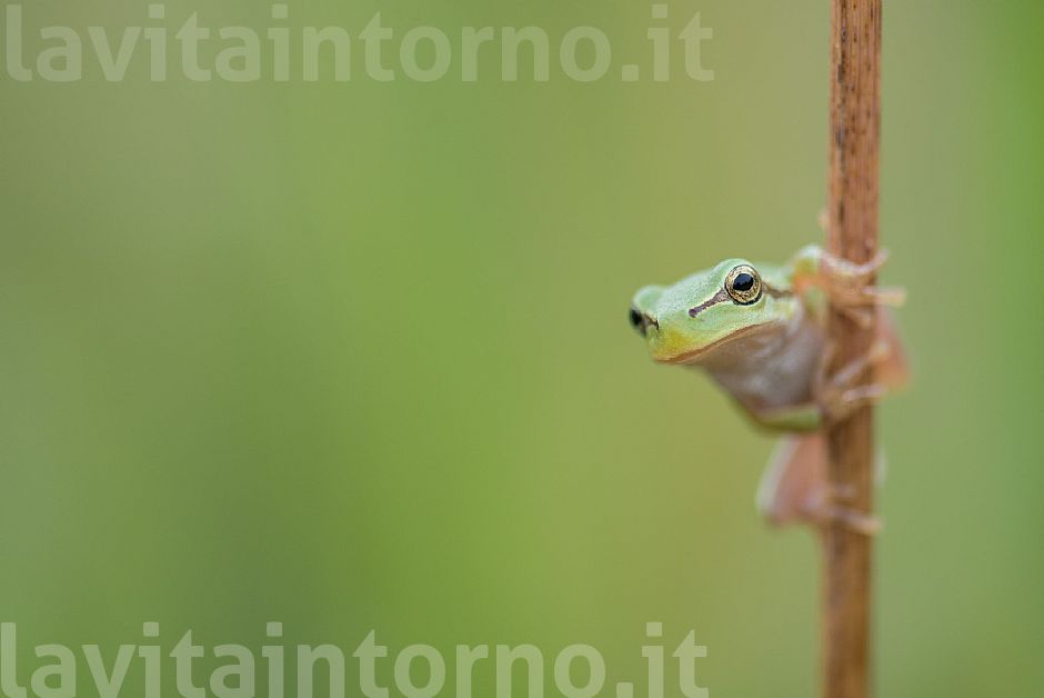 pole dance ... in nature #2