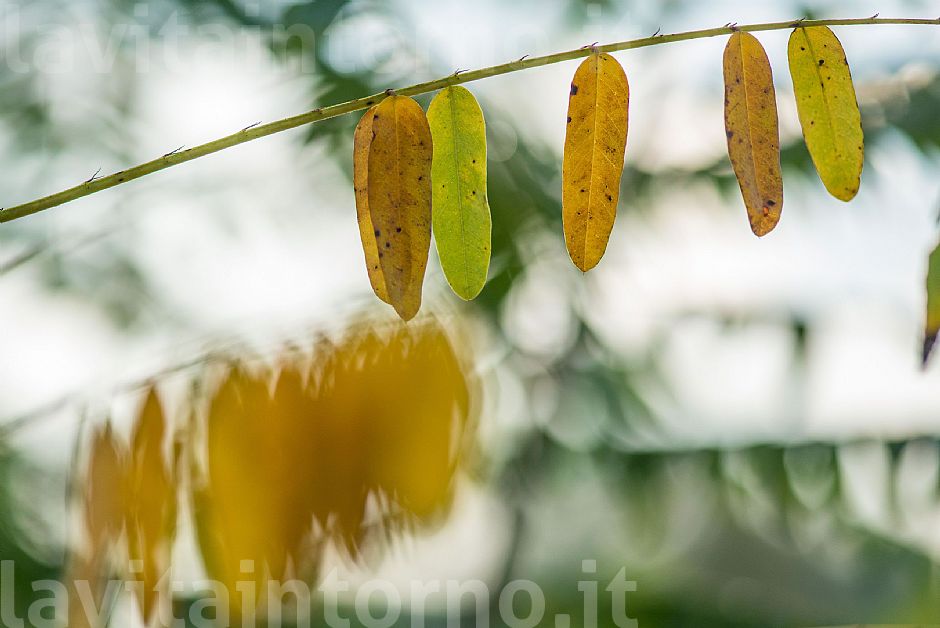 a little piece of autumn