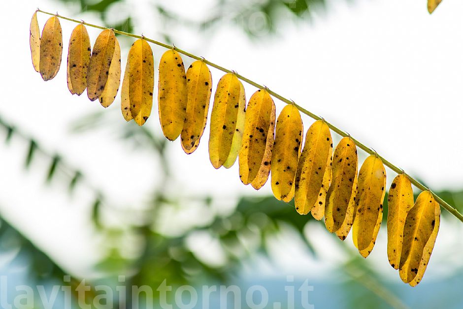 a little piece of autumn #2