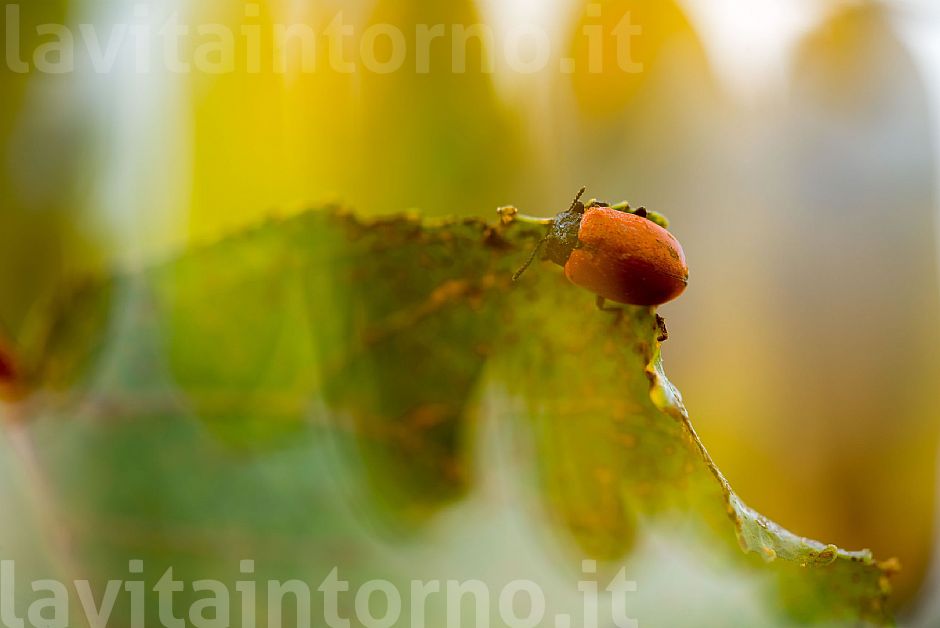 a little piece of autumn #3