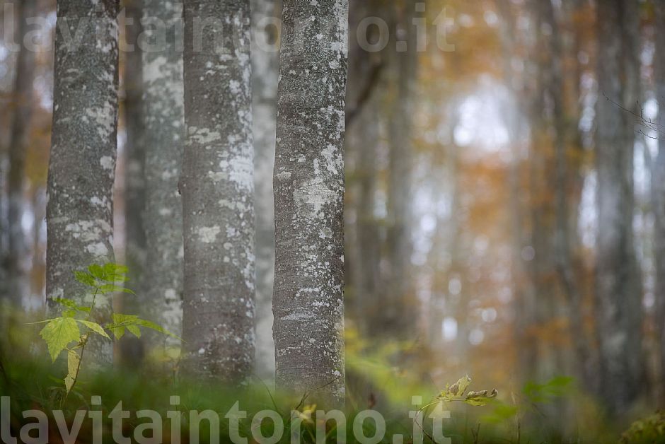 scent of autumn
