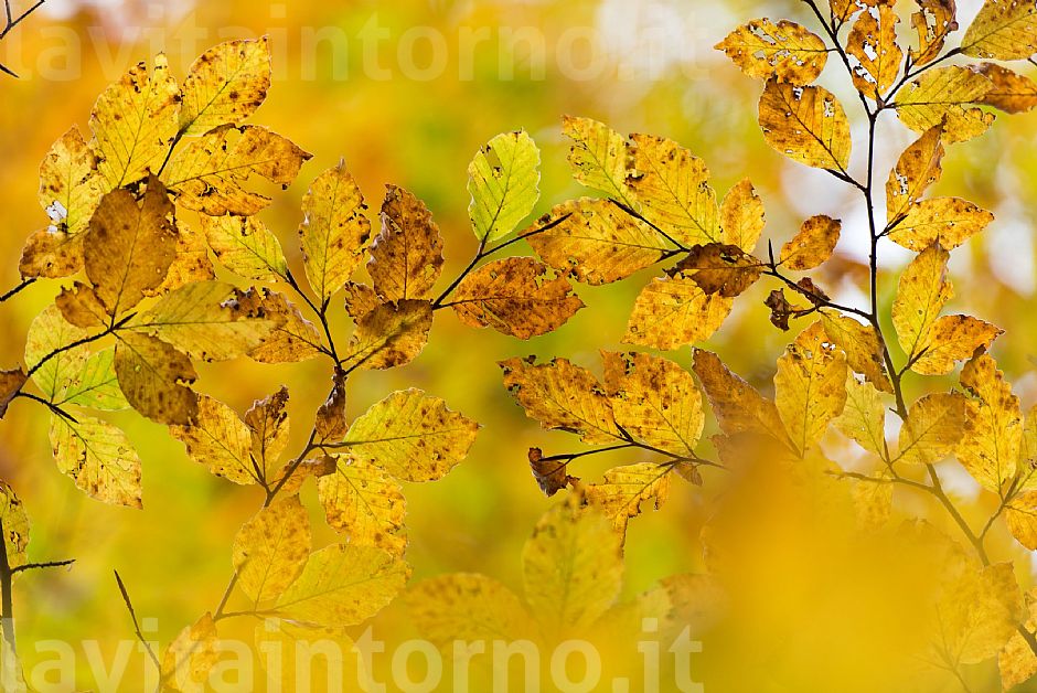 imperfections autumn