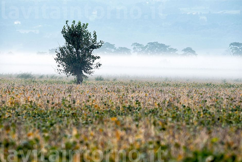 awaiting another autumn