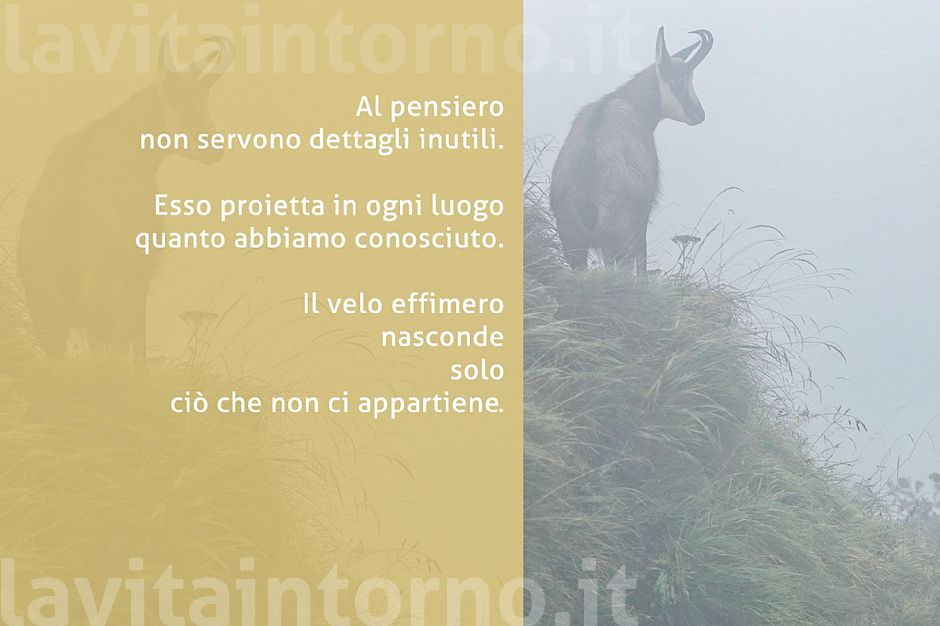 ... in the fog