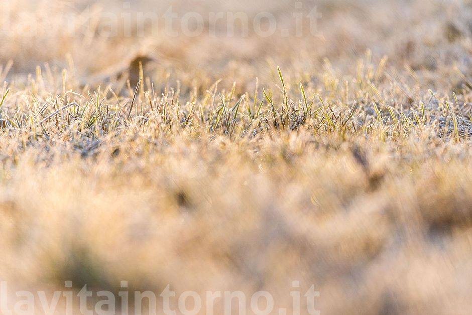 frost grass