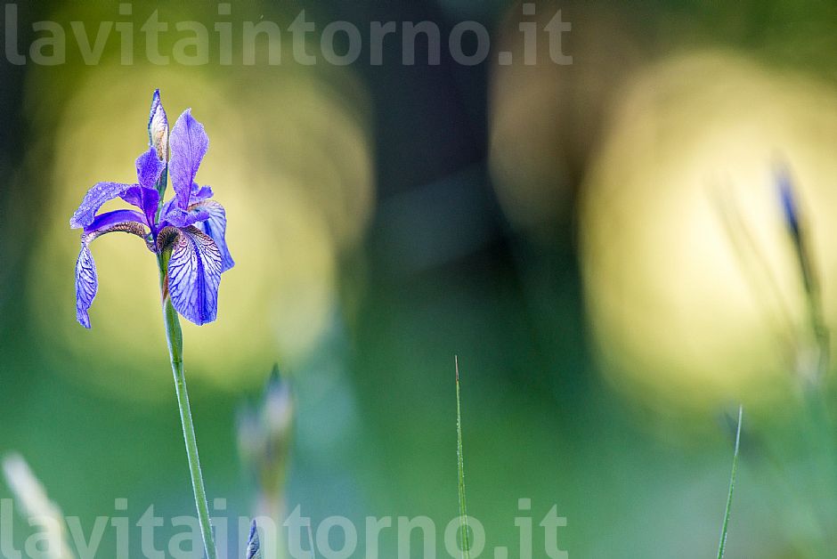 Iris Sibirica #2
