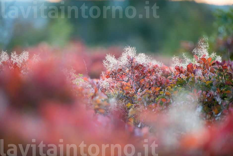 Autumn colors