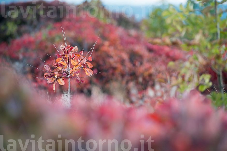 Autumn colors #2