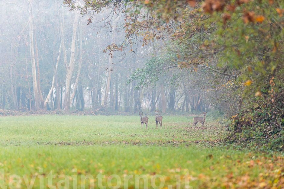 autumn back @ pal� #2