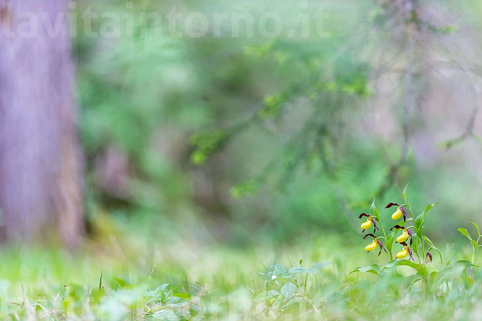  As a light in the way