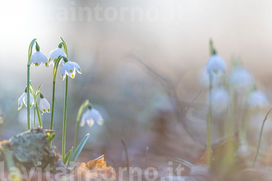 simple sign of spring
