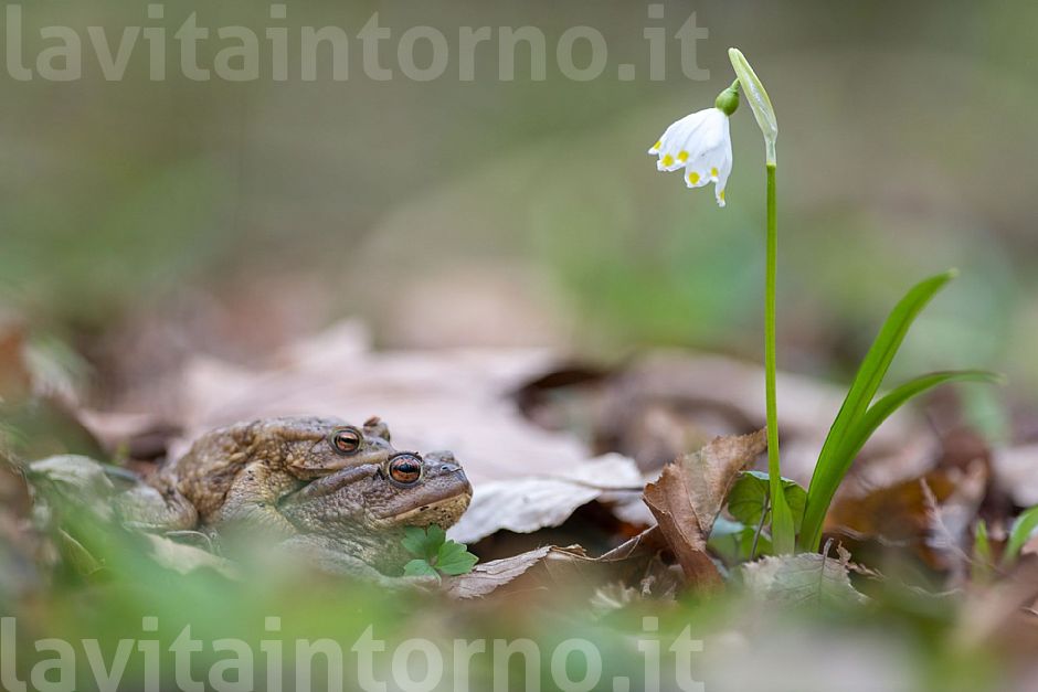 Be nice or be ugly?  Alive!